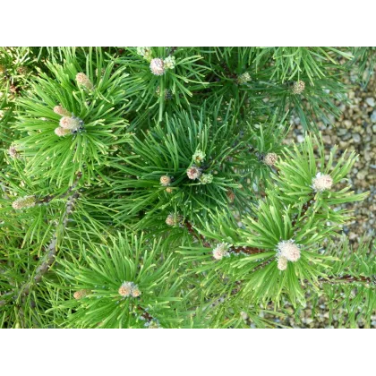 Borovice kleč - Pinus mugo mughus - semena - 5 ks