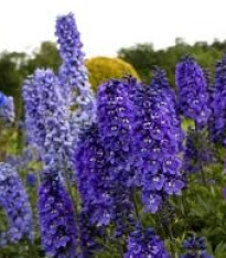 Stračka modré odstíny - Deplhinium cultorum - stračka - 50 ks