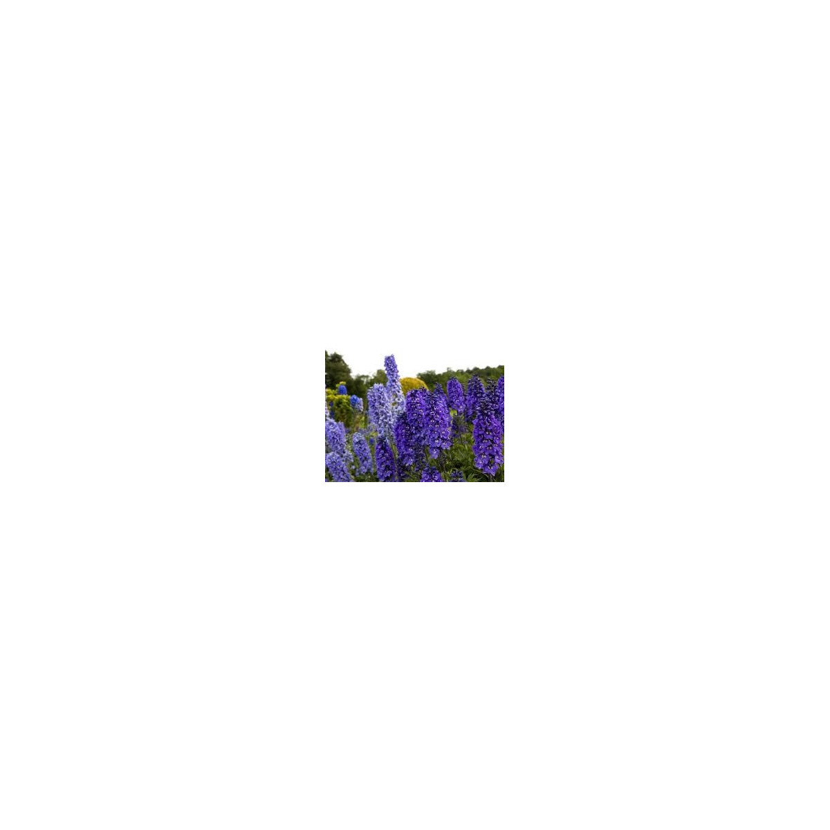 Stračka modré odstíny - Deplhinium cultorum - stračka - 50 ks