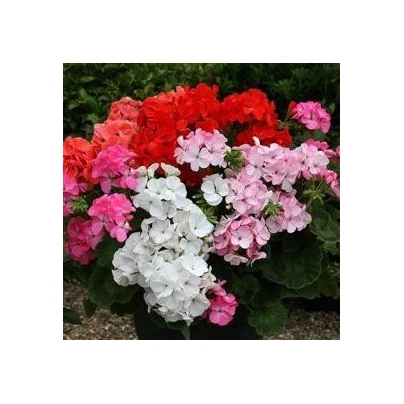 Muškát Paintbox směs barev - Pelargonium hybrids - semena - 8 ks