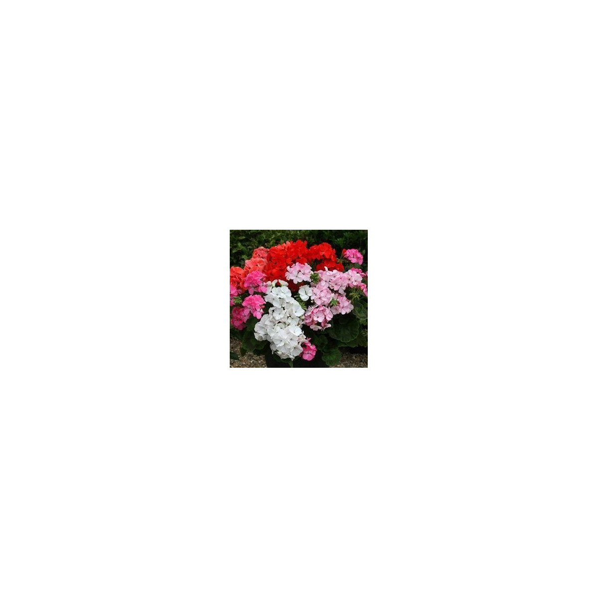 Semena muškátu – Muškát Paintbox směs barev – Pelargonium hybrids
