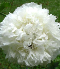 Mák bílý setý - Papaver paeoniflorum - semena - 0,1 g