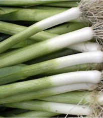 BIO Pór Roxton F1 - bio semena - 10 ks