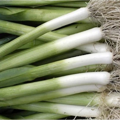 BIO Pór Roxton F1 - bio semena - 10 ks