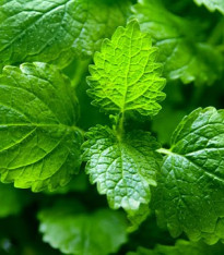 BIO Meduňka - Melissa officinalis - bio semena - 0,2 g