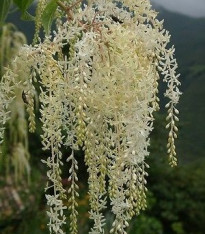 Ledenbergie peruánská - Ledenbergia peruviana - semena - 8 ks