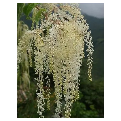 Ledenbergie peruánská - Ledenbergia peruviana - semena - 8 ks