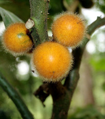 Teron Asam - Solanum lasiocarpum - semena - 5 ks