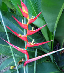 Helikonie farinosa červená - Heliconia farinosa - semena - 3 ks