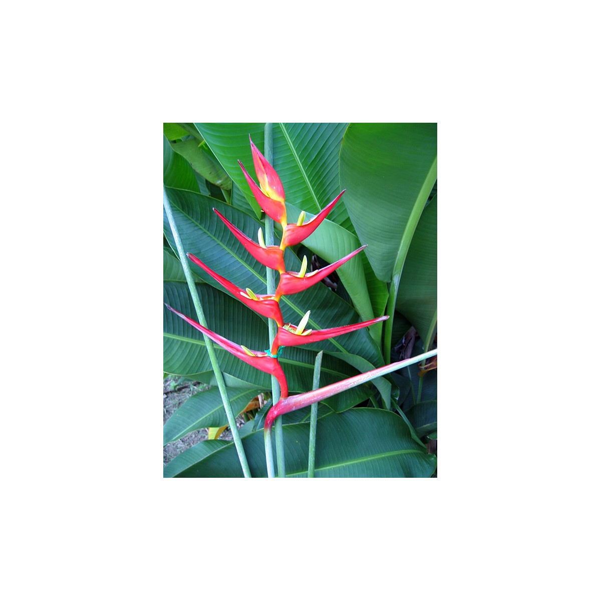 Helikonie farinosa červená - semena - 3 ks - Heliconia farinosa