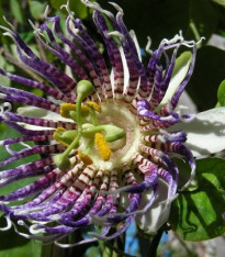 Mučenka křídlatá - Passiflora actinia - semena - 4 ks