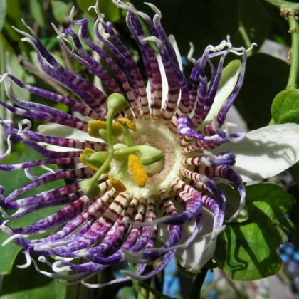 Mučenka křídlatá - semena mučenky - Passiflora actinia - 4 ks