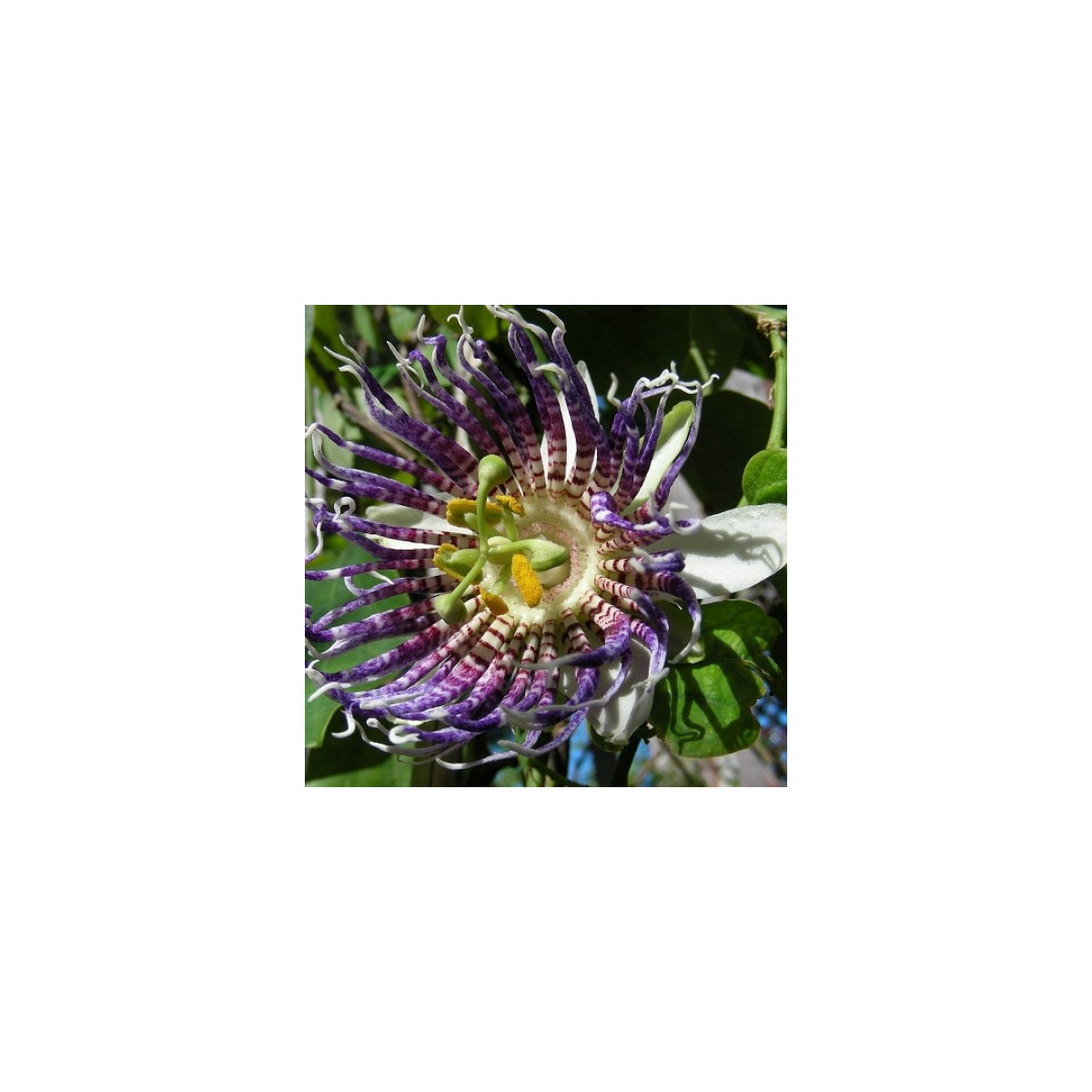 Mučenka křídlatá - Passiflora actinia - semena - 4 ks
