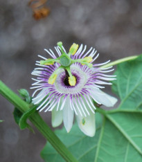 Mučenka morušolistá - Passiflora morifolia - semena - 4 ks