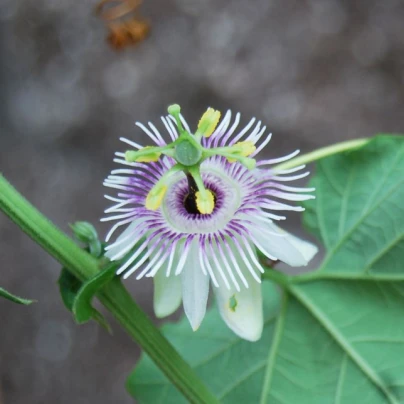 Mučenka morušolistá - Passiflora morifolia - semena - 4 ks
