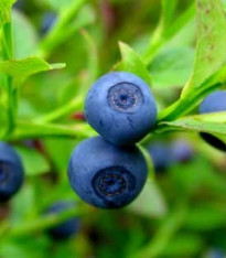 Borůvka černá - Vaccinium myrtillus - semena - 7 ks