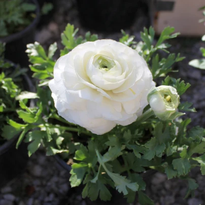 Pryskyřník plnokvětý bílý - Ranunculus asiaticus - cibuloviny - 3 ks
