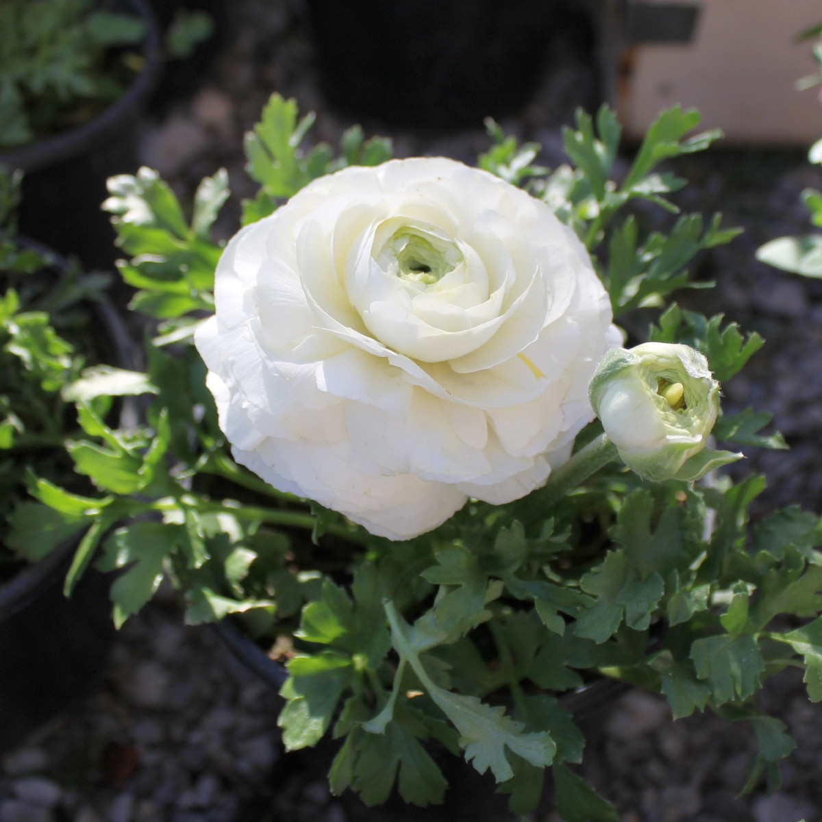 Pryskyřník plnokvětý bílý - Ranunculus asiaticus - cibuloviny - 3 ks