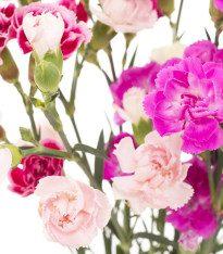 Hvozdík Karafiát - Mix barev - Dianthus caryophyllus - semena - 130 ks