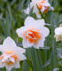 Narcis Replete - Narcissus - cibuloviny - 3 ks