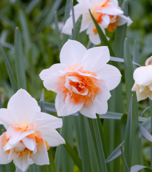 Narcis Replete - Narcissus - cibuloviny - 3 ks