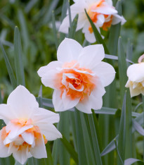 Narcis Replete - Narcissus - cibuloviny - 3 ks
