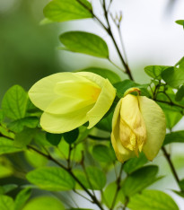 Semena bauhinie – Bauhinie plstnatá – Bauhinia tomentosa