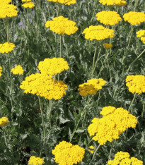 Řebříček tužebníkový žlutý - Achillea filipendulina - semena - 0,5 g