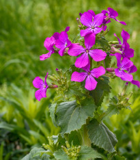 Měsíčnice roční Honesty směs barev - Lunaria annua - semena - 1 g