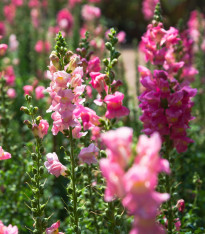 Hledík větší - Antirrhinum majus - semena - 400 ks