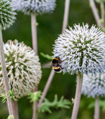 Bělotrn kulatohlavý - Echinops sphaerocephalus - semena - 6 ks