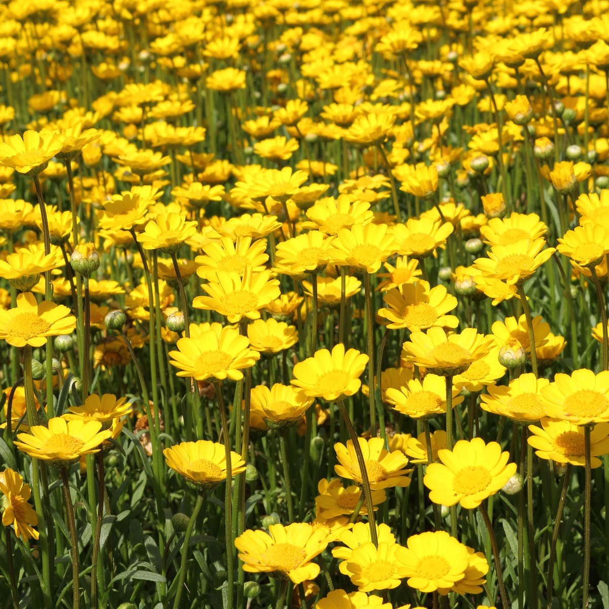 Kopretina zlatožlutá nízká - Chrysanthemum multicaule - semena - 0,4 g