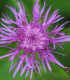 Chrpa čekánek - Centaurea scabiosa - semena - 50 ks