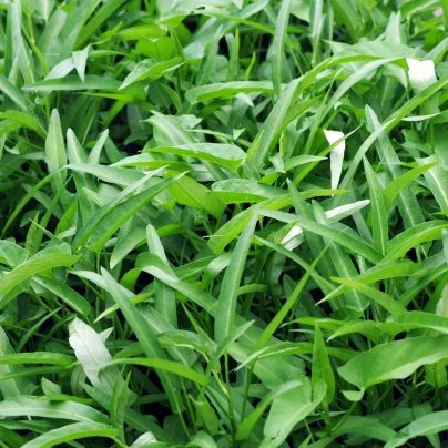 Povíjnice vodní - Špenát vodní - Ipomoea aquatic - semena - 15 ks