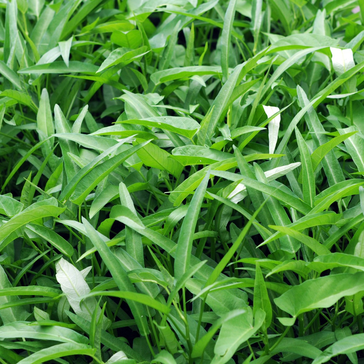 Povíjnice vodní - Špenát vodní - Ipomoea aquatic - semena - 15 ks