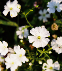 Šáter bílý elegantní - Gypsophila elegans - semena - 200 ks