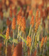 Čirok obecný - Sorghum bicolor - semena - 100 ks