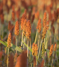 Čirok obecný - Sorghum bicolor - semena - 100 ks