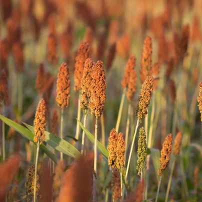 Čirok obecný - Sorghum bicolor - semena - 100 ks