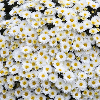 Kopretina bílá - Chrysanthemum leucanthemum max. - semena - 200 ks