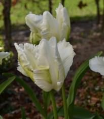 Tulipán White Rebel - Tulipa - Cibuloviny - 3 ks