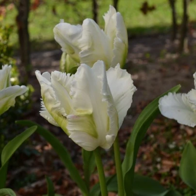 Tulipán White Rebel - Tulipa - Cibuloviny - 3 ks