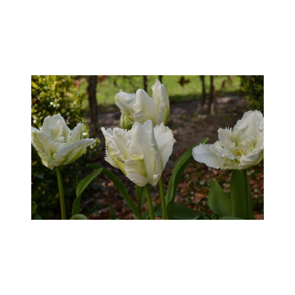 Tulipán White Rebel - Tulipa - Cibuloviny - 3 ks