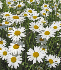 Kopretina bílá Královna - Chrysanthemum leucanthemum max. - semena - 600 ks