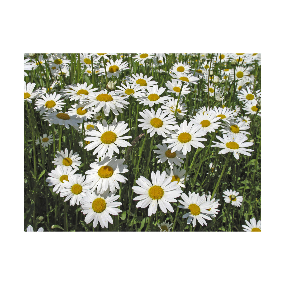 Kopretina bílá Královna - Chrysanthemum leucanthemum max. - semena - 600 ks