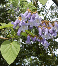 Paulovnie Biomass - semena - 15 ks