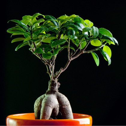 Fíkovník tajvanský - semena - 5 ks - Ficus retusa