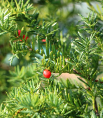 Tis japonský - Taxus Cuspidata - semena - 5 ks