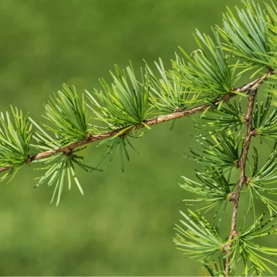 Modřín Gmelinův - Larix gmelinii - semena - 10 ks