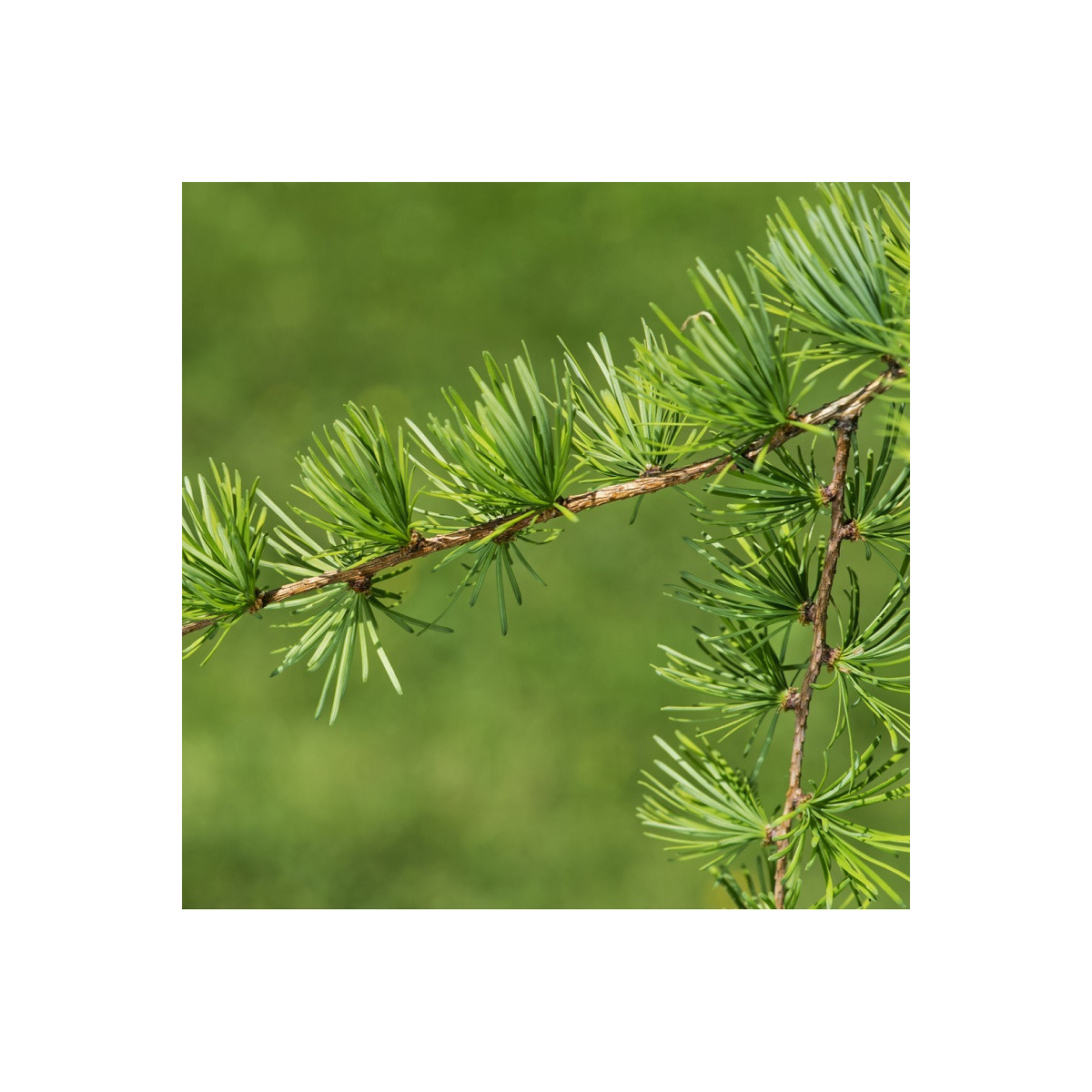 Modřín Gmelinův - Larix gmelinii - semena - 10 ks